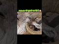 Animals That Kill Themselves The Fact | #facts  #shorts