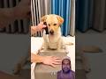 #funny #dog #trending #viralvideo #cute #game 😂😅🤣