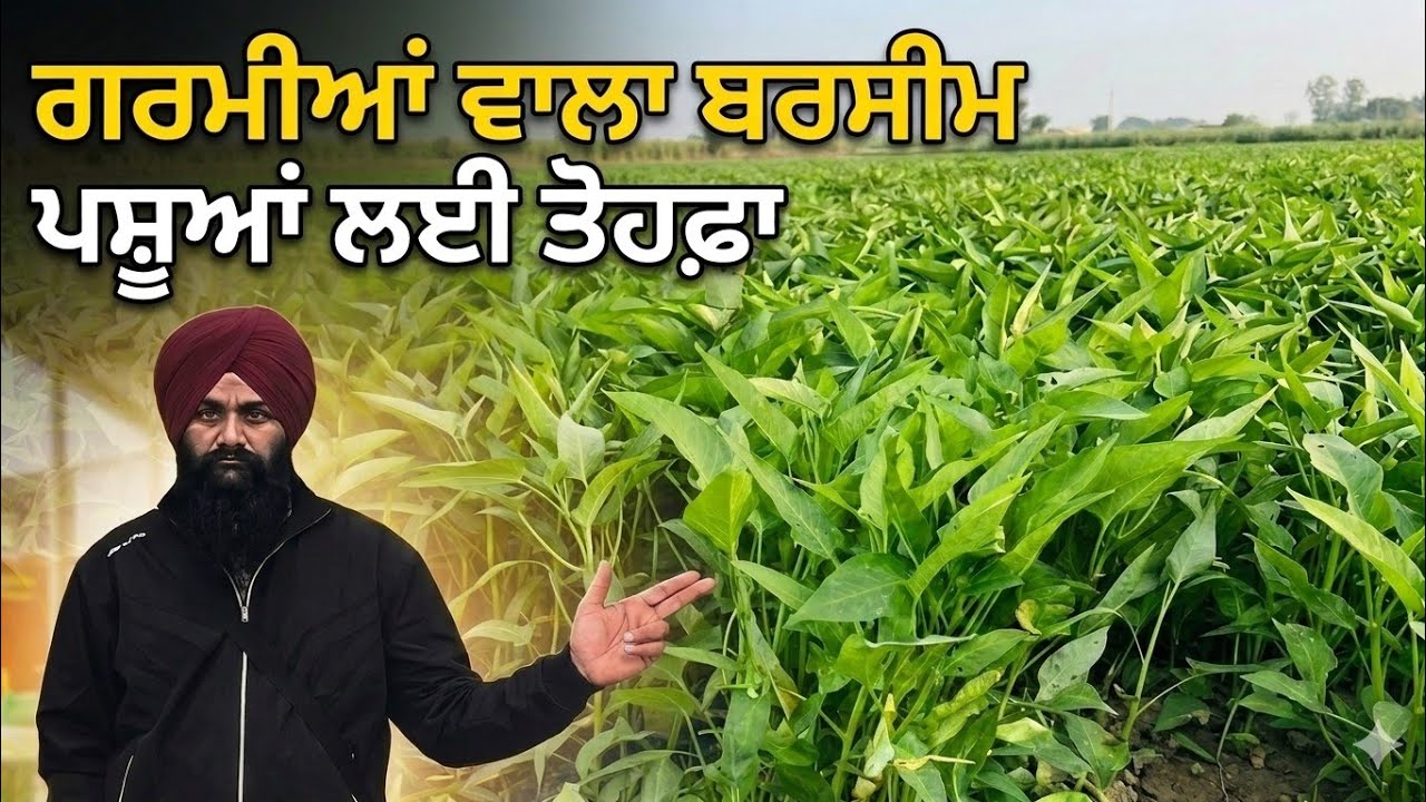 ਗਰਮੀਆਂ ਵਾਲਾ ਬਰਸੀਮ ਹਰੇ ਚਾਰੇ ਦੀ ਨਵੀਂ ਬਰਾਇਟੀ। गर्मियों वाला बरसीम। Garmi ...