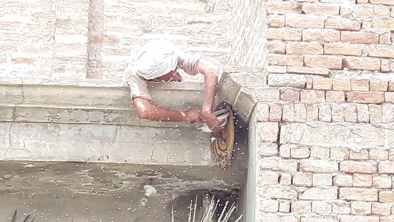 Hunting Honeycomb With Bare Hand { Old Technology }