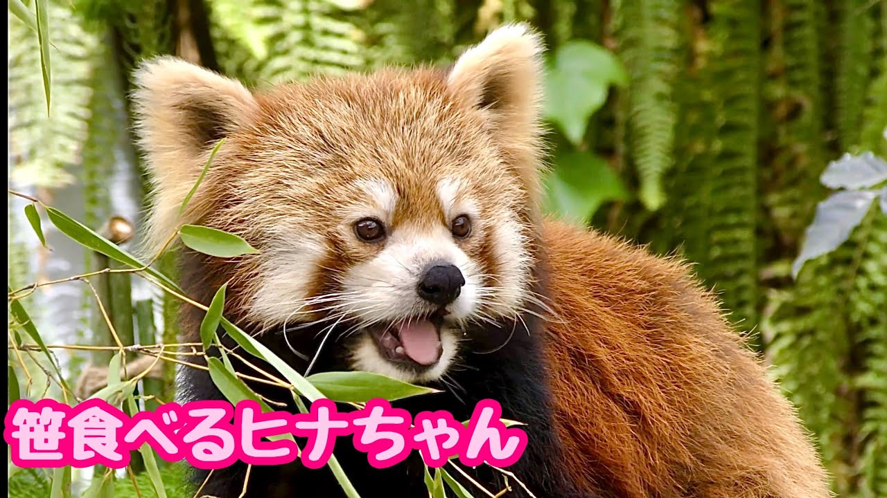 レッサーパンダ ヒナちゃん 笹の葉を食べている様子です【神戸どうぶつ