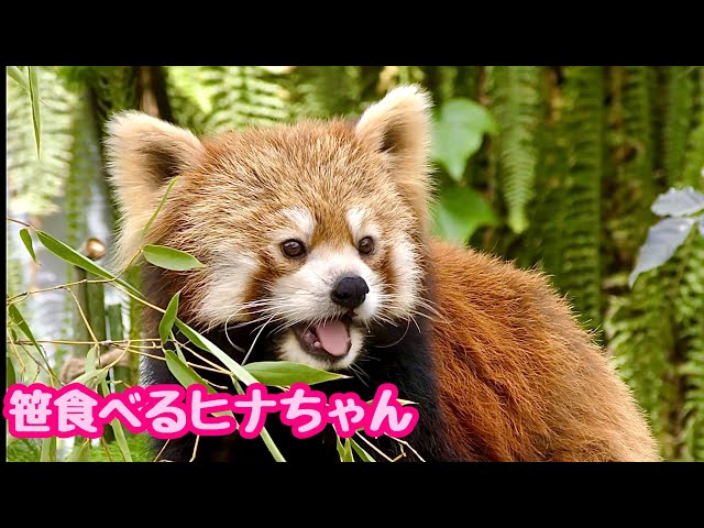レジンヘアゴム、笹の葉パンダさん・再販不可 レッサーパンダ ヒナちゃん 笹の葉を食べている様子です【神戸どうぶつ