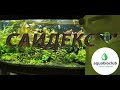 "Сайдекс" - глутаровый  альдегид в аквариуме. Средство для борьбы с водорослями + СО2.
