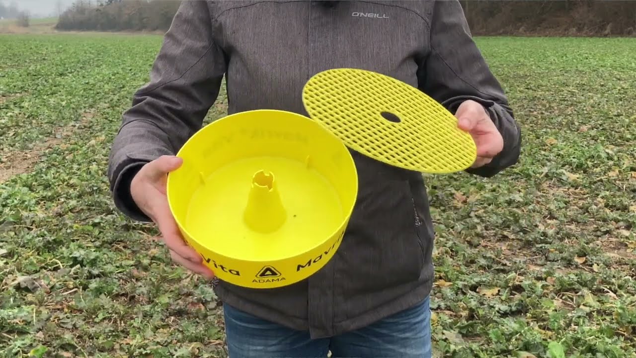 Rüsselkäfer: Auf und los! Raus mit den Gelbschalen!