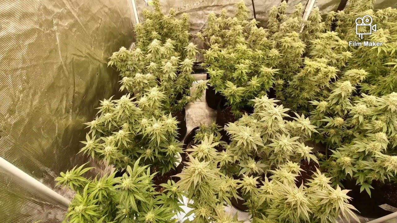 MARS HYDRO 8X8 N 5X5, FC-E6500, FC4800, TSW2000 X2 AND GREEN BUZZ LIQUIDS