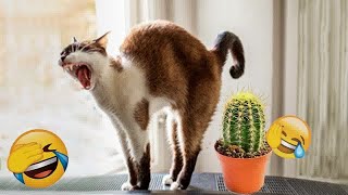 New Funny Animals 😂 Funniest Cats and Dogs Videos 😺🐶 #48 by BOO PETS 90 views 4 months ago 11 minutes, 45 seconds