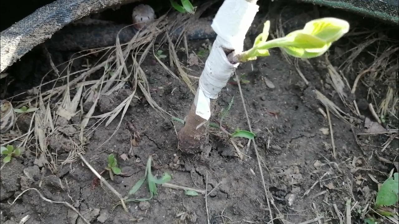 Прививка клена. Хурма россиянка цветение. Черенок хурмы. Окулировка хурмы. Чубуки хурмы.