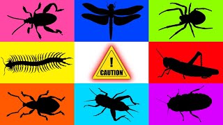 Download Lagu Insect: Centipede, Spider, Weevil, Cricket, Frog Leg Beetle, Cockcroach, Dragonfly, Mouse, Grashoper MP3