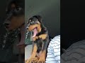 From just bringing you home to 5yrs later! I love you! 🐾🥰🐾 #RottieMom #LoveOnlyARottieCanGive