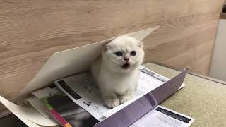 Un petit chat trop mignon ❤️ scottish fold