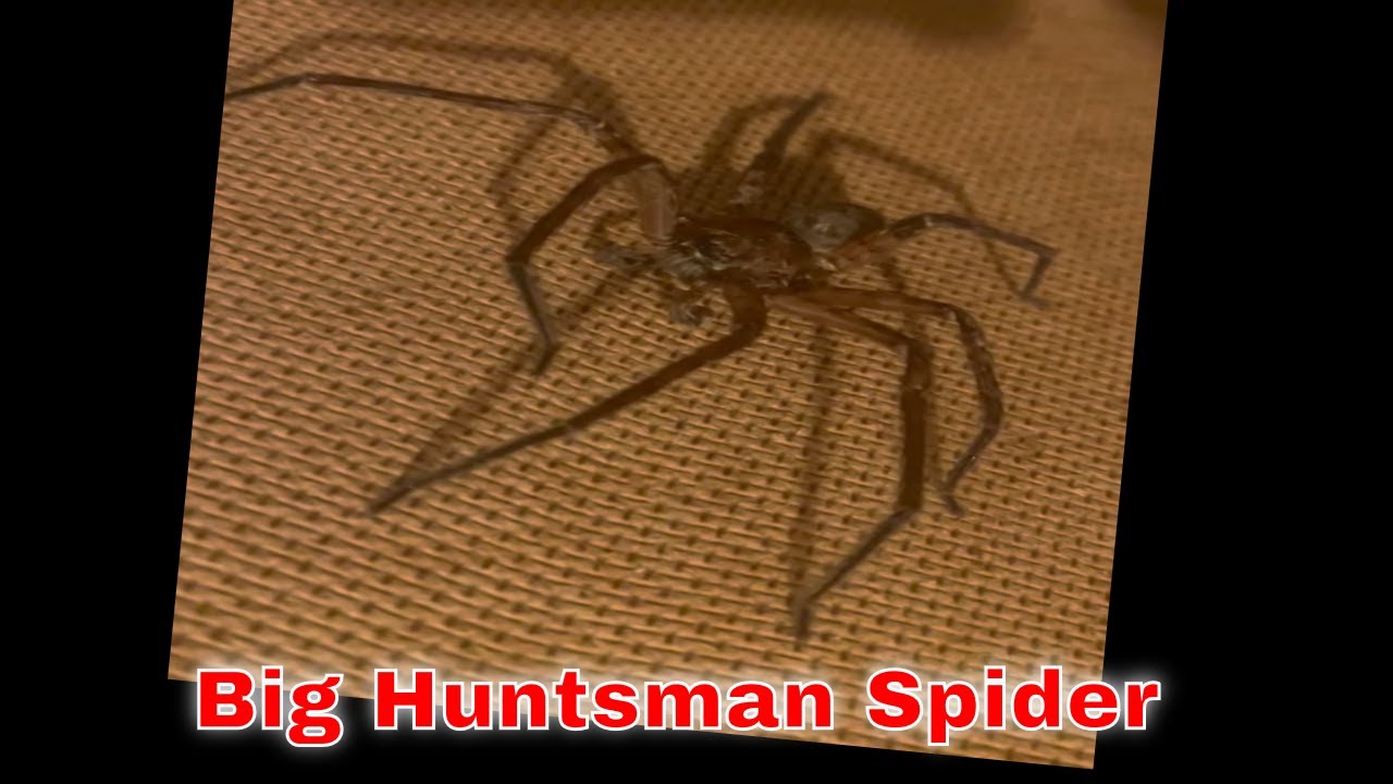 Huntsman spider moving in