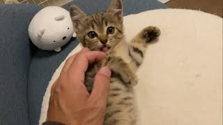 なめ猫わかる人0人説