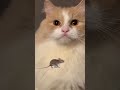 Lizard on the wall 😄. #catlovers #hightlight #everyonefollowers