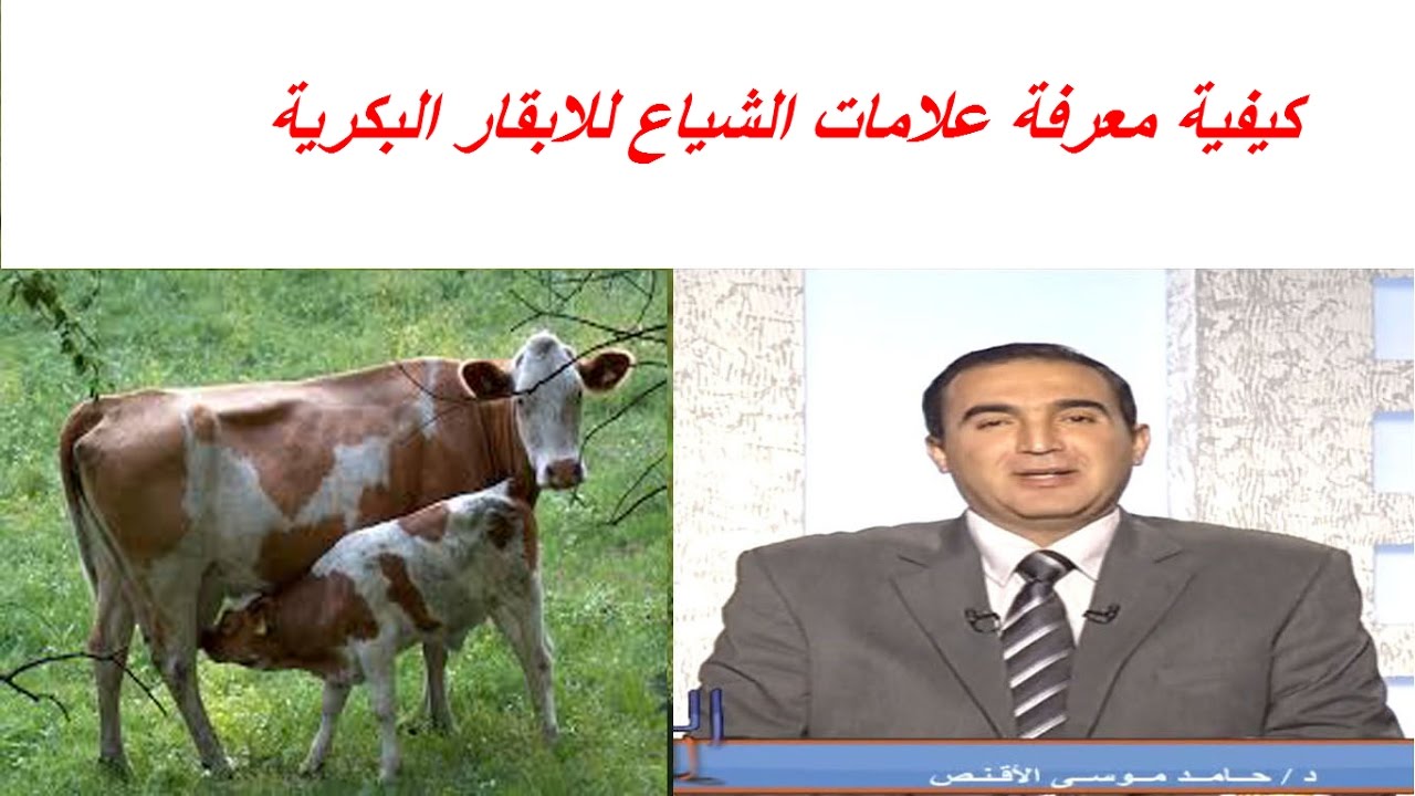 كيفية معرفة علامات الشياع للابقار البكرية