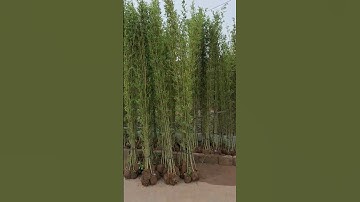 Bán cây trúc quân tử khủng cao trên 3m 0977973535