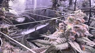 Light Bleaching Fixes, LED Intensity & Terp Preservation | Kind LED Flower Grow