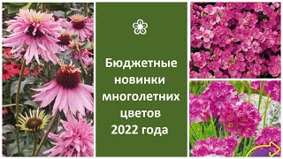 ❀ Бюджетные новинки многолетних цветов 2022 года, которые можно вырастить через рассаду