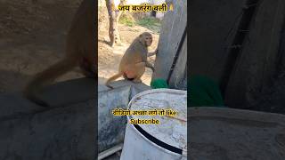 जय बजरंग बली Jai Bajrangali Hanuman #Monkey #bajrang #animals #jaishreeram #shorts #shortvideo #ram