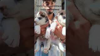 #love #doglife Husky baby full heavy ♥️ location -- Hisar Haryana #siberianhusky