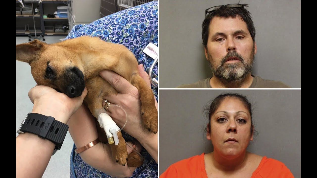 After Officers Arrested This Puppyís Owners, He Was So Sick That They Suspected Heíd ODíd After Officers Arrested This Puppyís Owners, He Was So Sick That They Suspected Heíd ODíd