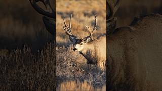 Buck with some character 🦌 #muledeer #deer #buck #wildlife #wildlifeshorts #natureaddict