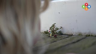 Lekker Gluren In Nisjes, Achter Regenpijpen En Op Muurtjes Mini-Alkmaar Is Unieke Stadsroute