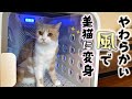 5分入るだけでふわふわ美猫になった！！【nello ペットドライルーム】