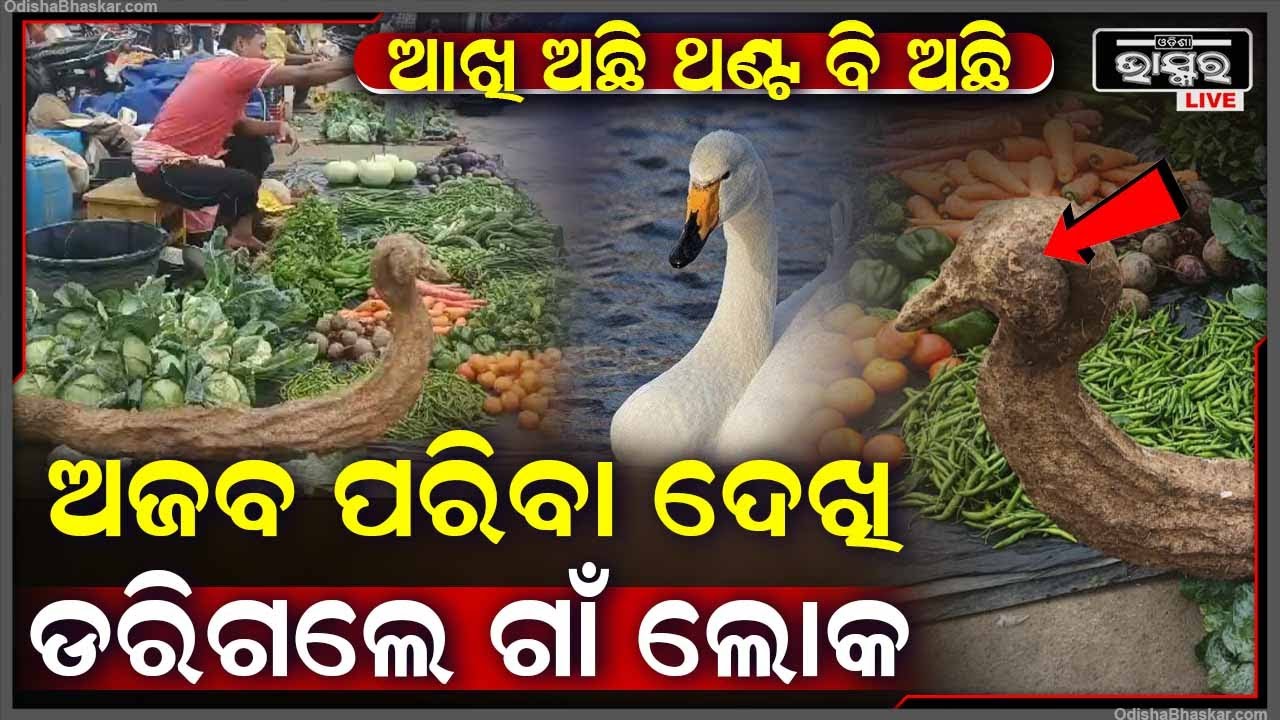 ମାର୍କେଟକୁ ଆସିଲା ଅଜବ ପରିବା , ଆଖି ଅଛି ଥଣ୍ଟ ଅଛି ଅବିକଳ ରାଜହଂସ ପରି ଦେଖାଯାଉଛି ... ଇଏ ଆମିଶ ନା ନିରାମିଶ
