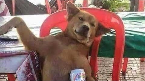 Try Not To Laugh or Grin While Watching Funny Animals Compilation