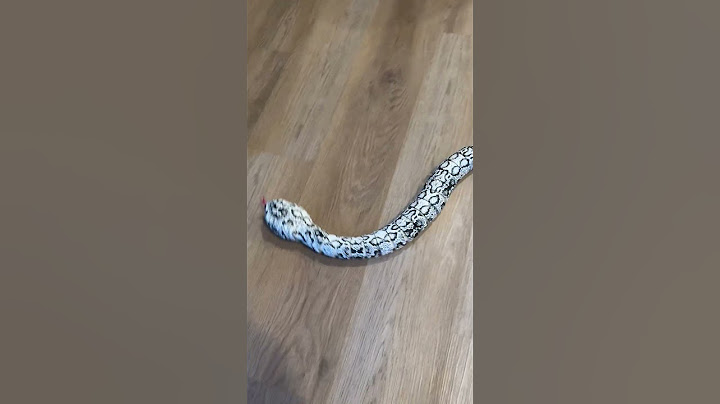 You Need This Remote Control Snake!