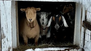 Goats aren’t fans of April blizzard!
The next video will be introducing the first newborn baby goat of 2024!!!! But first the epic April storm! Just a day ago, the farm felt squared away for kidding season! Green grass and a tidy barn! Then over a foot of snow fell, taking out the power and taking down huge tree limbs! The goats woke up to a whole new world of deep white snow! A couple brave ones came to check it out, but then the herd decided breakfast inside was the best option! Can you believe how wide some of the mamas are? The first is due on April 9th and you can watch them have kids on our live cams!
Hope the weather is better where you are, but no storm, even one this big, can stop Spring!
Thanks for visiting farm friends.
Read more about our Farm philosophy and check out our live barn cam here: http://www.sunflowerfarm.info/sunflowerfarmlivefeed Goats aren’t fans of April blizzard!
