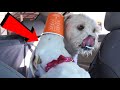 LABRADOR PUPPIES FIRST PUP CUP EVER! (HILARIOUS!)