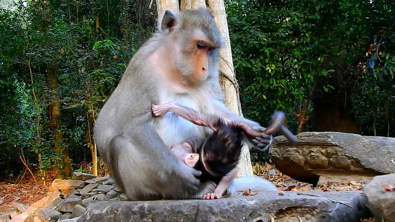 OhMyGoodness! This Is The Most Intelligent Action Of Mom Anna Try To Clean Cute Tiny Baby Amina