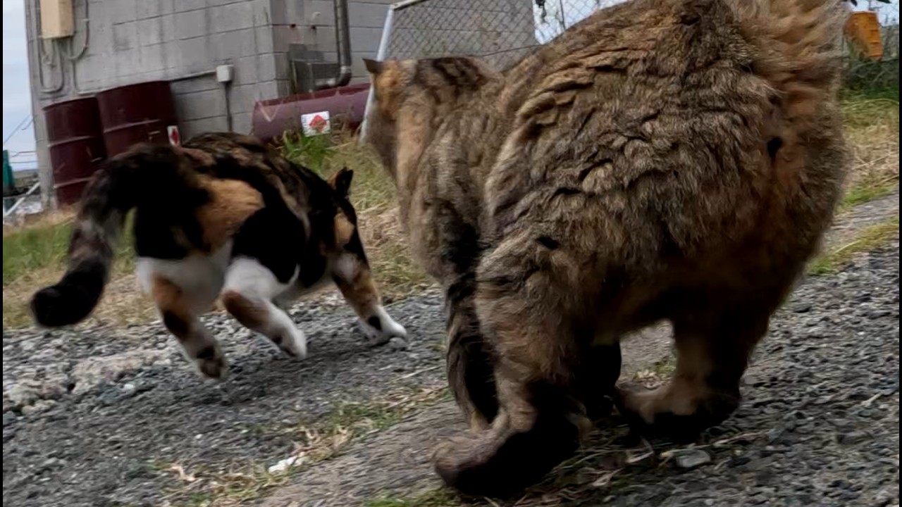 ボス猫 激烈バトル⁉ボス猫から爆速で逃げる三毛猫 - YouTube