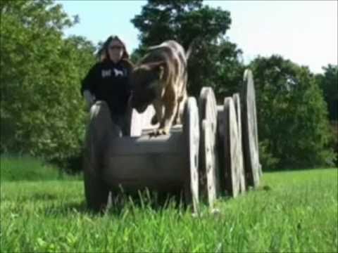 The German Shepherd Dog- Remember the Name