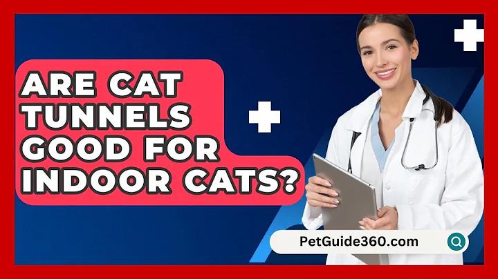 Are Cat Tunnels Good For Indoor Cats? - PetGuide360.com