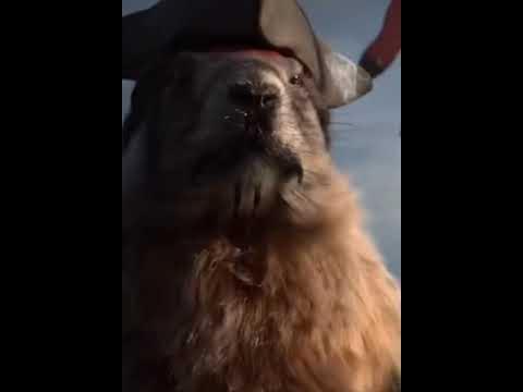 #бобркурва - YouTube