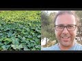 Le zucche allegano | Doppi e Diretti 2×7