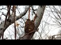 Yarma Aşı Nasıl Yapılır? 🌳 Grafting for All Fruit Trees – Step by Step