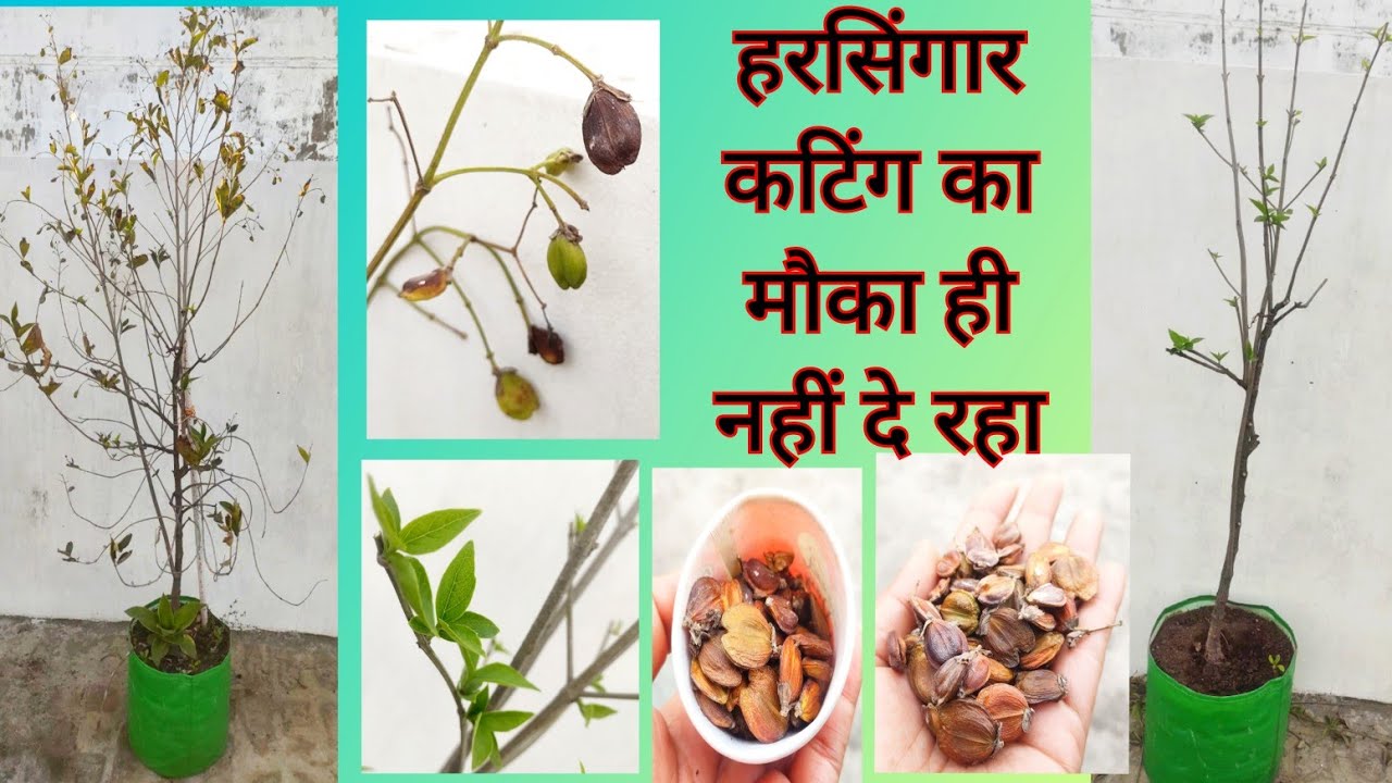1718 Harsingar Cutting Ka Mauka Hi Nahi Diya Parijat Par Seeds Aa 1718 harsingar cutting ka mauka hi nahi diya parijat par seeds aa