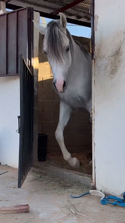 Kuda lari #shortvideo #shrots #funny #comedy #fyp