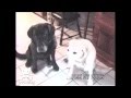 Dog Introduces His “Girl Friend” To His Dad. His Enchanting Answer! So Sweet!