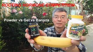 Rooting hormone competition from rose cutting propagation Ep1: which one is winner? (月季玫瑰生根剂谁将胜出)