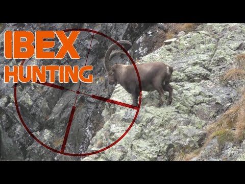 Alpine Ibex Hunting in Swizerland / 2015 (Chasse  Approche)