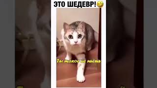 Молоко сюда поставь!!!#тренды#котики#смех#смешно#приколы#подпишись