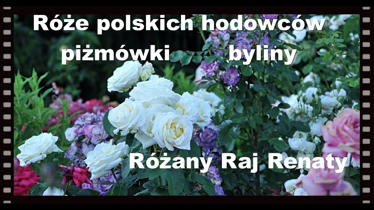 Róże polskich i niemieckich hodowców, piżmówki - terminatorki, odporne na suszę byliny.