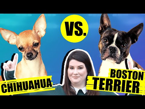 CHIHUAHUA VS BOSTON TERRIER
