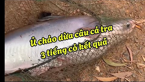 Cách ủ và bài cốt cháo dừa câu cá tra dịch vụ 