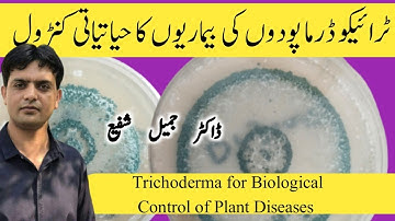 Trichoderma for the management of Plant Diseases | How to use Trichoderma | Trichoderma viride