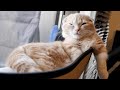 ひたすらゴロゴロする短足猫がこちら
